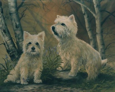 White Pair of  Westies
