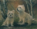 White Pair of  Westies